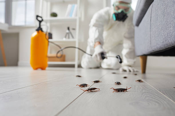 Commercial Kitchen Cockroach Control in Morton Grove